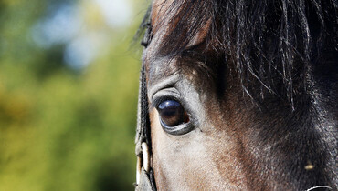 FEI publishes final part of EHV-1 Report on 2021 outbreak in mainland Europe