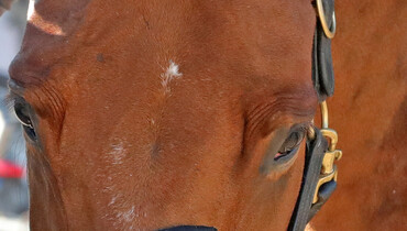 FEI update: Report from the first meeting of the FEI Veterinary Epidemiology Working Group