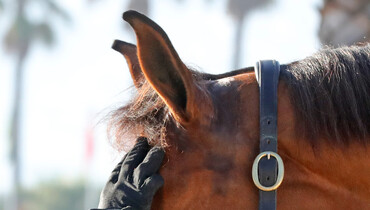 FEI Veterinary Epidemiology Working Group: “The situation remains under control”