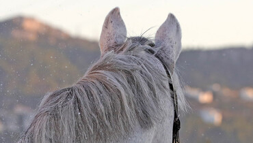 FEI update: A total of eleven horses test positive for EHV-1 after returning from the Sunshine Tour