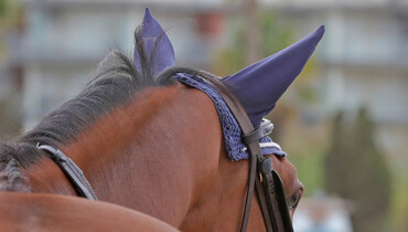 FEI update: All 85 horses that competed in Doha blocked in the FEI database