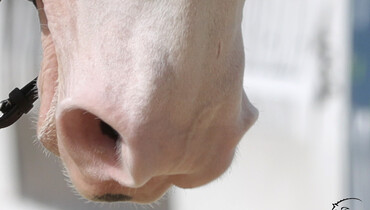 One horse tests positive to EHV-1 at the Winter Equestrian Festival