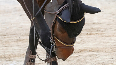 FEI Veterinary Epidemiology Working Group fine-tunes Return To Competition protocols