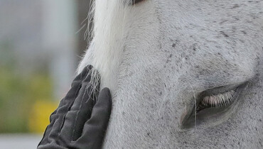 FEI update on confirmed EHV-1 cases in Lier and Oliva