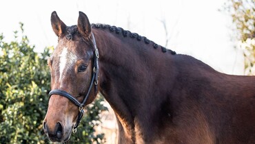 38 lots including 8 by Chacco Blue! D-Day for the Ekestrian Showjumping Elite Auction Online closing tomorrow!