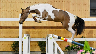 Colors and quality in Horse Auction Belgium's 'Diamond Edition'