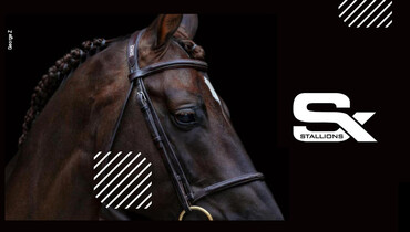 Breed with the best – Stephex Stallions