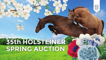 35th Holsteiner Spring Auction Sale: Interesting horses for all disciplines
