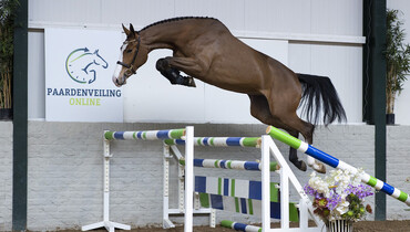 Auction almost closes at Paardenveilingonline.com - Don’t miss this!