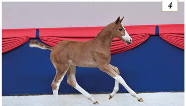 Oldenburg Online Elite Foal Auction: A great way to fly