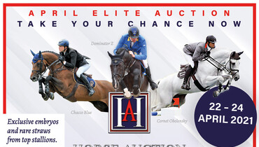 The Horse.Auction is running: Last hours to place your bid – act now!