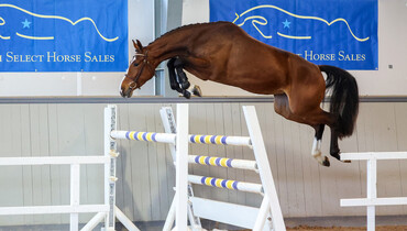 Swedish Select Horse Sales proudly presents the first edition of their Spring Sale online auction