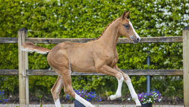 Collection of Early Foal Auction Prinsjesdag full of exceptional genetics & talent!