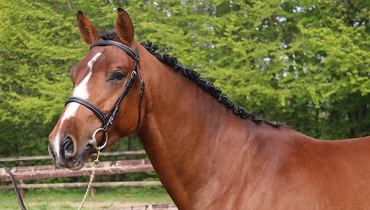 The best damlines associated with the most coveted stallions for auction on Ekestrian on May 18th and 19th!