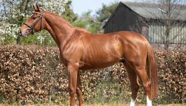 The Ekestrian Elite Auction is now open, a Chacco Blue x Boyante de Muze embryo and many more exceptional lots are waiting for you!