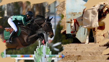 Malin Baryard-Johnsson and El Barone 111 contribute to horse welfare through ReGive