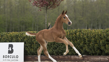 Future sport horses and stallion prospects for sale at Foal Auction Borculo
