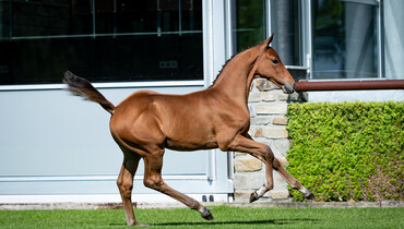 Trigon Auctions foal season starts now