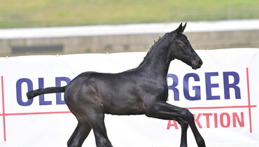 Global Champions in Vechta