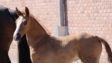 Preview of the next Ekestrian Elite Auction catalogue - June 22nd and 23rd!