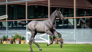 Bidding has started at Trigon Auctions