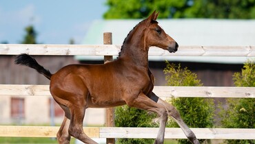 SWB Online Showjumping Foal Auction 2021 Summer Edition