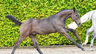 Equbreeding auction brings the best stallions and dam lines together for second edition