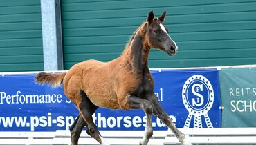 Concentration of performance in 2021 Schockemöhle/Helgstrand International Online Foal Auction