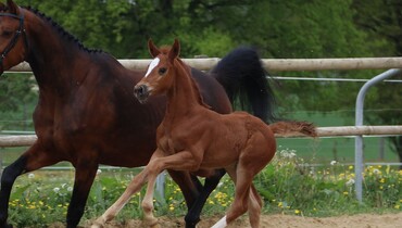 Opening of the Ekestrian Elite Auction today, a foal by Comme Il Faut out of the winner in CSIO5* 1.55m-1.60m, Atlete van’t Heike and many more to discover!