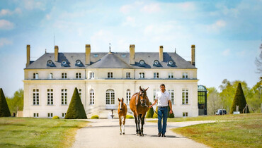 Haras de Hus and Elevage de Kreisker join forces for an exceptional auction full of exclusivities