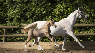 Foal auction closes tonight at Paardenveilingonline.com - Don’t miss this!