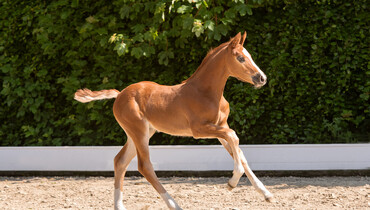 Premiers at Waterkant: Top sport and top foals