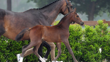 Zangersheide.Auction is back with the first Foal Auction of the season!
