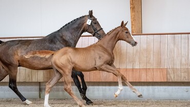 Top showjumping genes in first KWPN Online Foal Auction