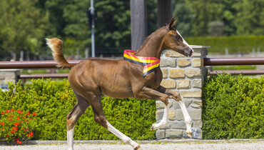 Bidding starts for Trigon Foal Auction II