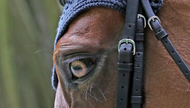 Equine Ethics and Wellbeing Commission set to present international survey results in an interim report in South Africa