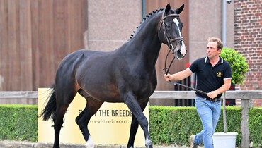 Approved stallion Comme d'Api vd Hacienda to be put on the market via online auction Eye of the Breeder
