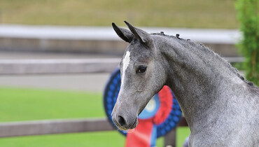 Live Auction with 1.60 m course stars