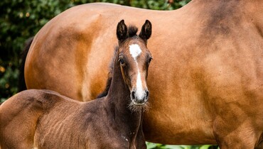 The future is waiting at Youhorse.auction