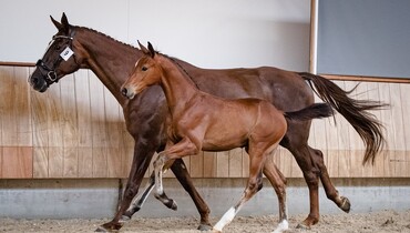 KWPN Online Foal Auction offers collection full of chances