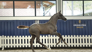 Grand Prix Sales sells exclusive Chacco Blue offspring. Out of Grand Prix horse producer Urmina, never on the market before!