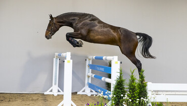 Michel Hendrix: “Horses with great potential for sale in HX Auctions”