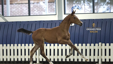 Make your bid today on the world class jumping squad of Grand Prix Sales