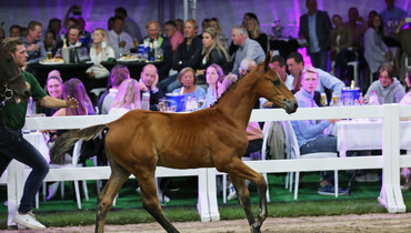 H&M All In’s brother sold for 130,000 Euro at Flanders Foal Auction