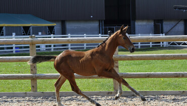 Science Supplements Bolesworth Elite Auctions launches best foal & embryo collection yet