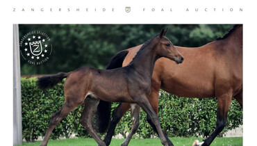 Zangersheide Auction goes live - 20th and 28th of August