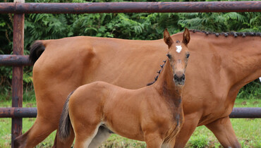 Catalogues of the next Ekestrian Elite auctions are online!