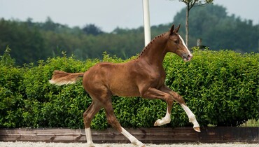 Foal Auction Borculo sells pedigrees for the future