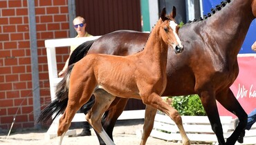 Second 2021 Schockemöhle/Helgstrand Online Foal Auction with new level of quality
