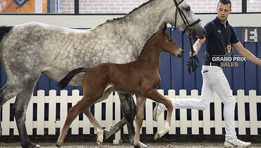 85.000 Euro for filly Carlyne de Nyze Z (Chacco Blue) at Grand Prix Sales